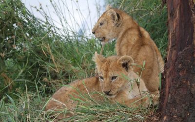 Familien Reisen und Luxusreisen mit Safaris in Südafrika, Namibia, Kenia oder Tansania