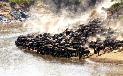 Kenia_Migration_Masai-Mara_BoutiqueReisen