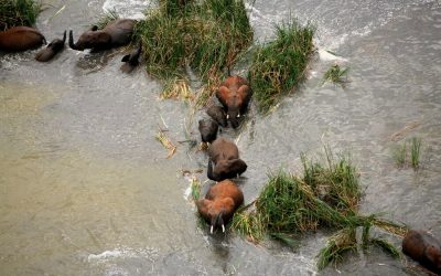 Kenia_Tsavo_Finch-Hattons_Elefanten_BoutiqueReisen