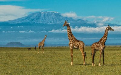 Kenia_Tsavo_oldonyo-lodge_Giraffen_BoutiqueReisen