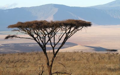 Luxusreisen_Tansania_Afrika_Ngorogoro_Krater_Boutique_Reisen