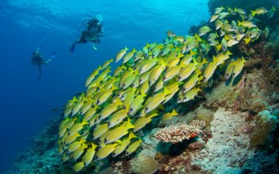 Malediven_SixSenses_Laamu_Tauchen_BoutiqueReisen