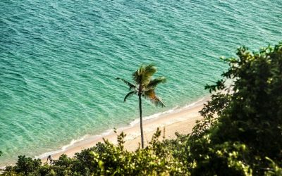 Mosambik_Anantara-Bazaruto-Island-Resort_Palme_BoutiqueReisen