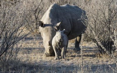 Namibia_Etoha_Little-Ongava_Nashoerner_BoutiqueReisen