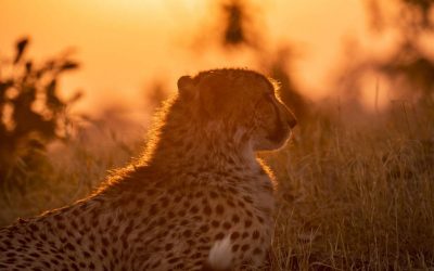 Shinde-Camp-Gepard_BoutiqueReisen