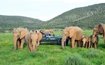 Suedafrika_Eastern-Cape_Kariega-Ukhozi-Lodge_Safari_BoutiqueReisen