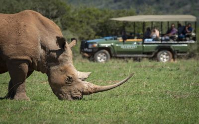 Suedafrika_Eastern-Cape_Shamwari-Sindile_Nashorn_BoutiqueReisen