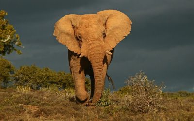 Elefanten in Südafrika