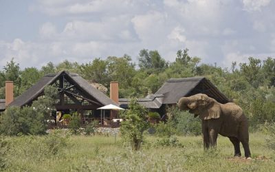 Suedafrika_Madikwe_Mateya-Lodge_Tiere_BoutiqueReisen