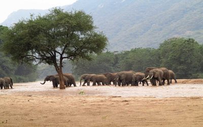 Tansania_Lake-Manyara_Elefanten_BoutiqueReisen