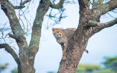 Tansania_Sanctuary-Kusini_Gepard_BoutiqueReisen