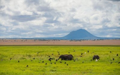 Tansania_Sanctuary-Swala-Tarangire_Elefanten_BoutiqueReisen