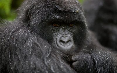 Uganda_Bwindi-Impenetrable-NP_Bwindi-Lodge_Gorilla_BoutiqueReisen