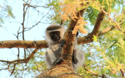 Uganda_Kibale-Forest_Ndali-Lodge_Affen_BoutiqueReisen