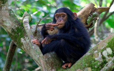 Uganda_Queen-Elizabeth-NP_Kyambura-Gorge-Lodge_Affen_BoutiqueReisen