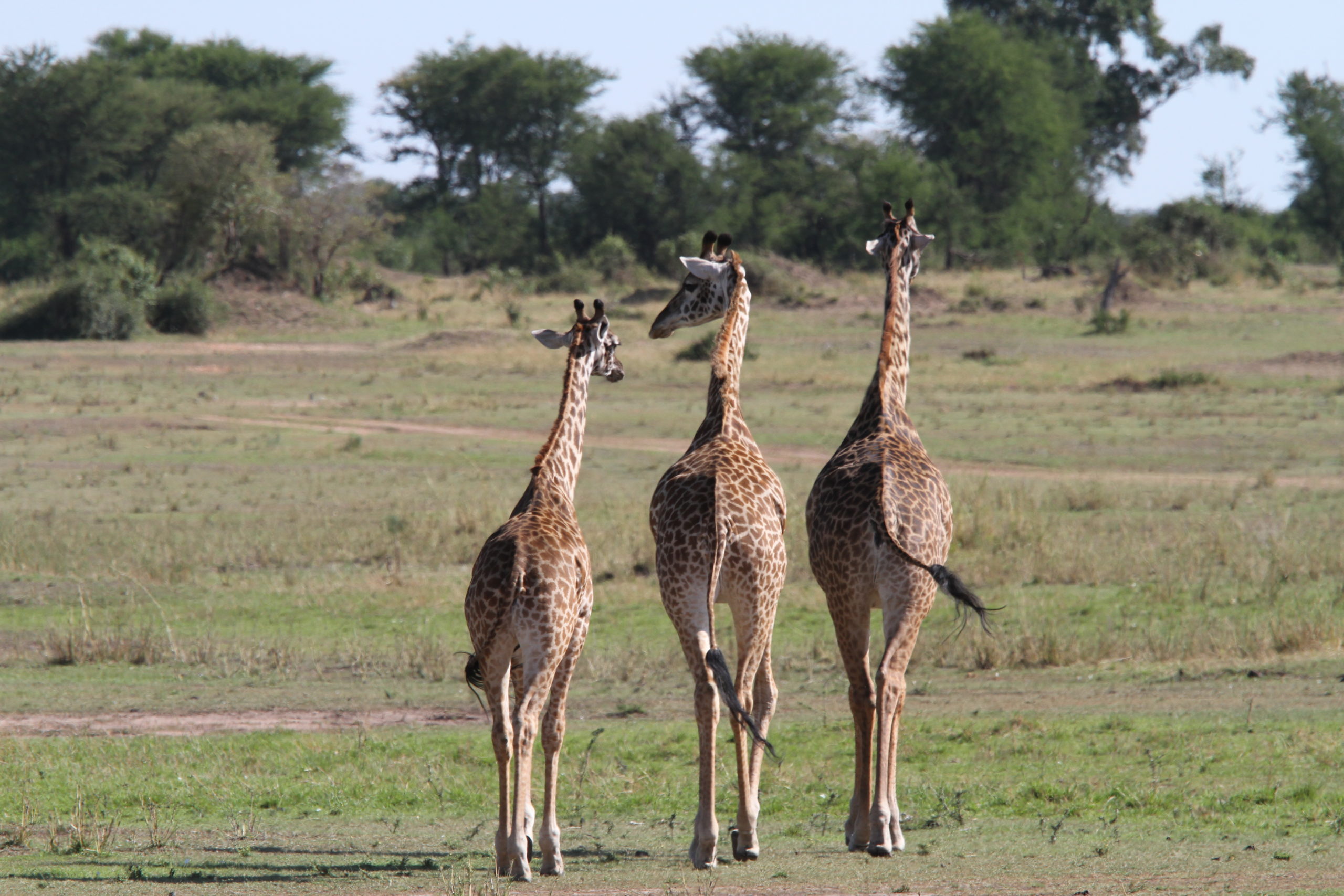 Familien_Reisen_Afrika_Tiererlebnis_Namibia_Südafrika