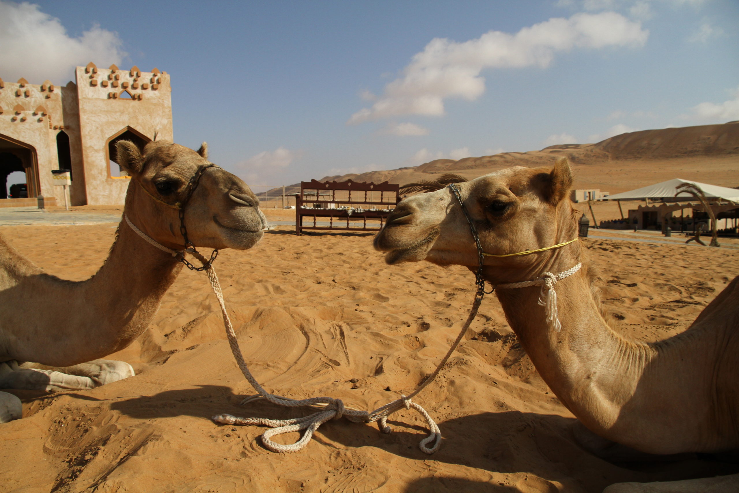 Wüstenerlebnis mit Kamelen auf einer Familienreise mit Kamelritt