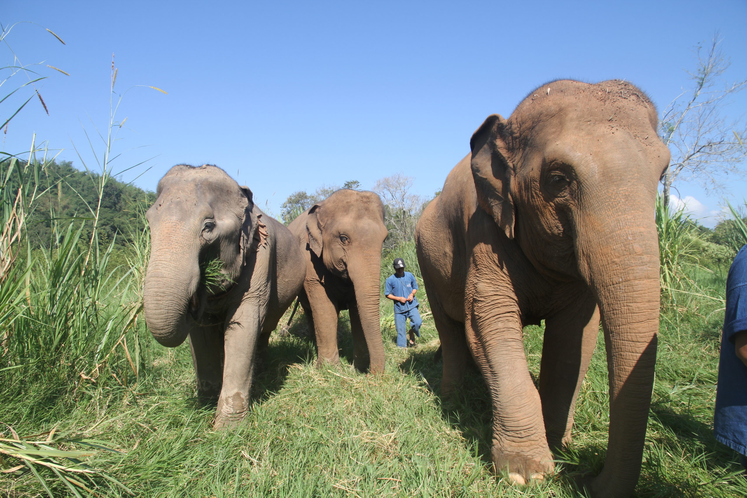 Luxureisen mit Elefanten Erlebnis im Anantara Resort in Nord Thailand mit Boutique Reisen