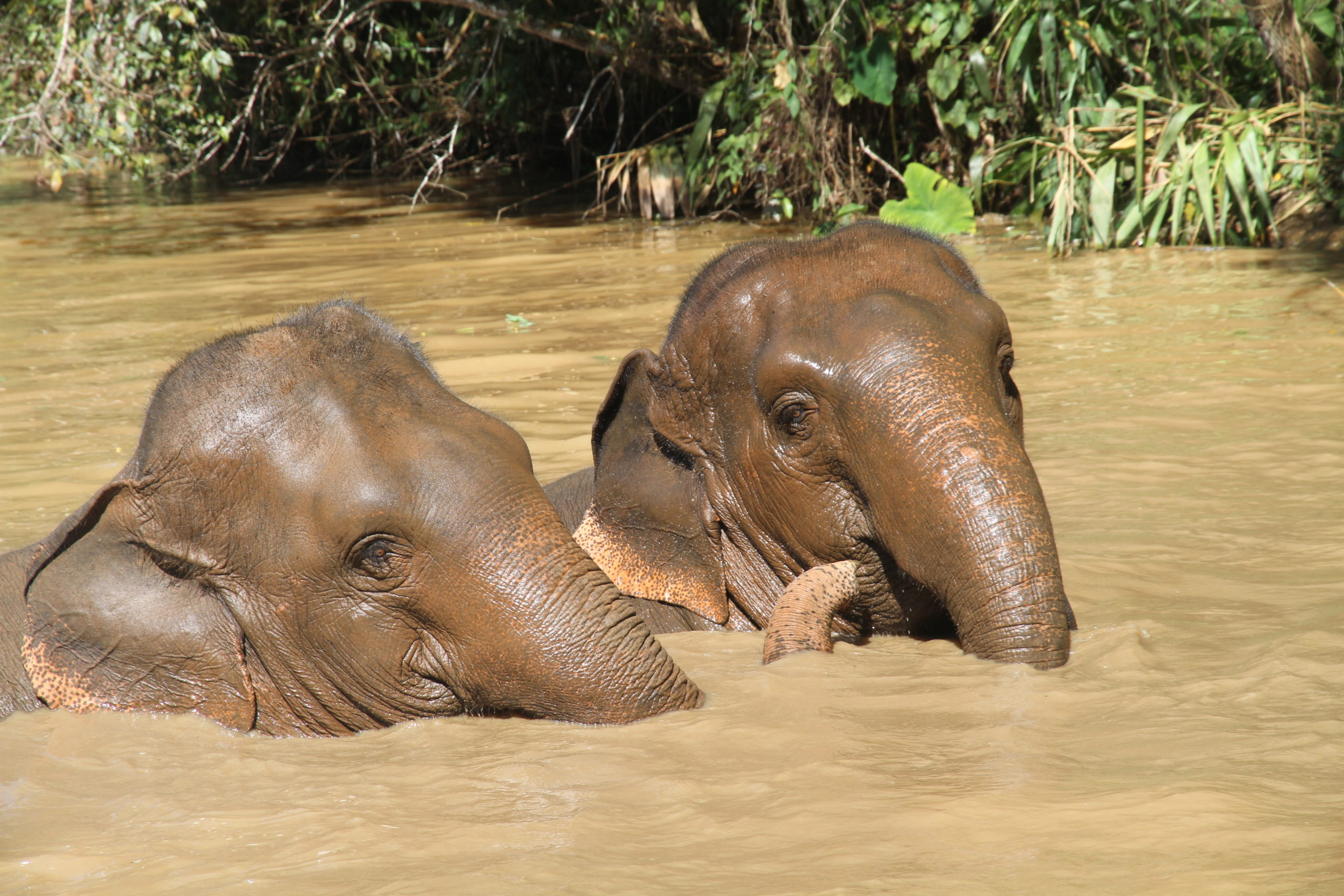Luxusreisen nach Nord Thailand mit Elefanten Erlebnis im Anantara Resort mit Boutique Reisen