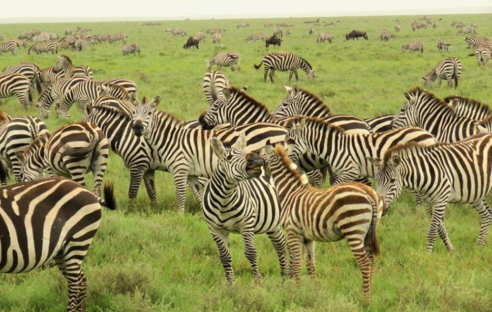 Tansania_Ngorongoro-krater_Zebras_BoutiqueReisen