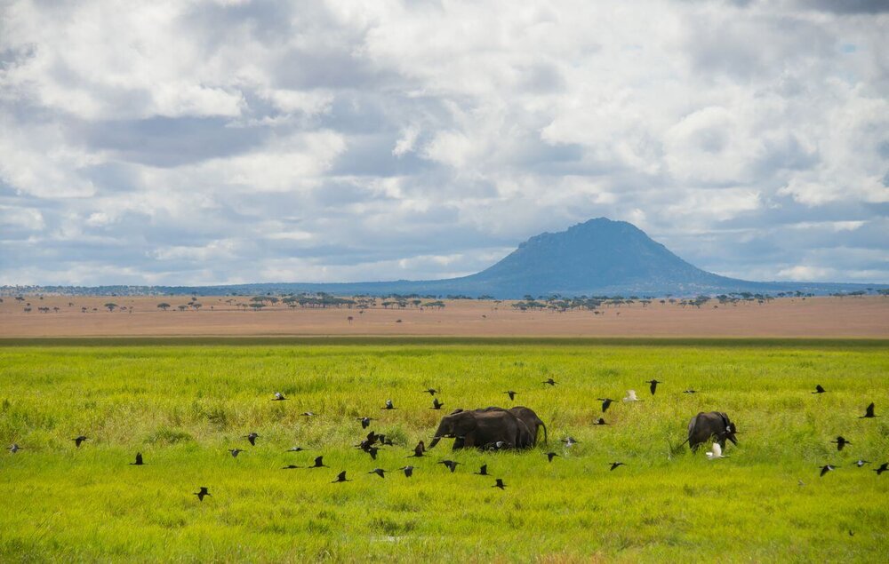 Tansania_Sanctuary-Swala-Tarangire_Elefanten_BoutiqueReisen