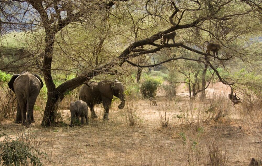 Tansania_Tarangire-Nationalpark_Elefanten_BoutiqueReisen