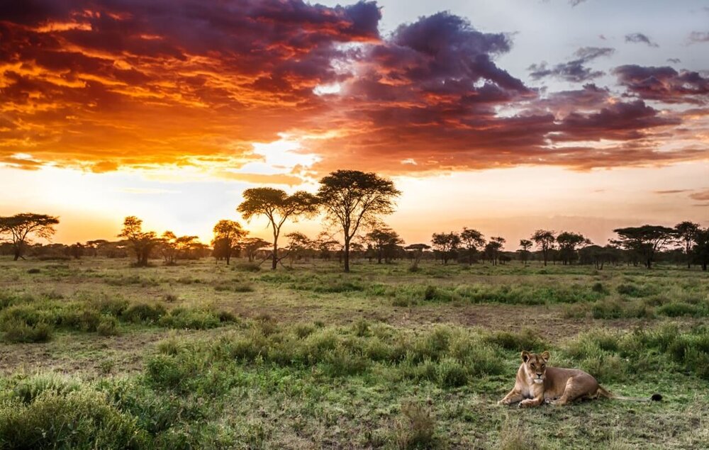 Tansania_andBeyond_Serengeti_Under_Canvas_Blick_BoutiqueReisen