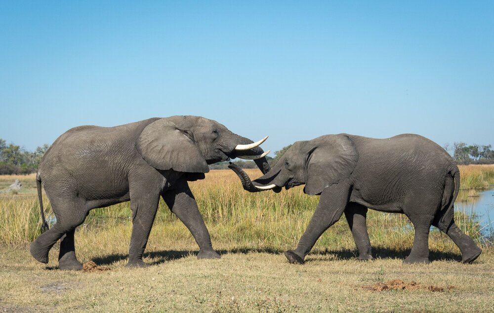 Botswana_Linyanti_Kings-Pool-Camp_Elefanten_BoutiqueReisen