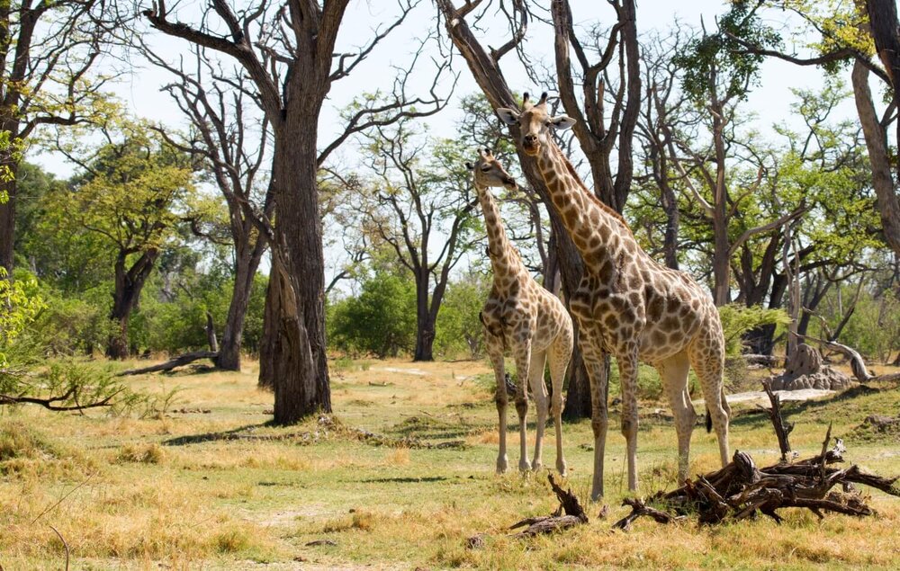Botswana_Okavango_Camp-Moremi_Giraffen_BoutiqueReisen