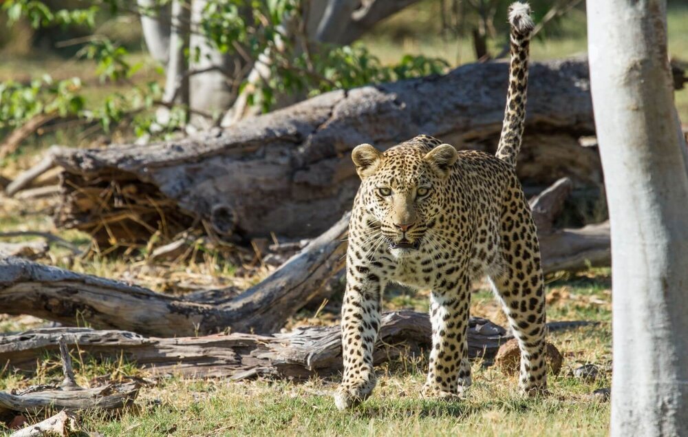Botswana_Okavango_Camp-Moremi_Leopard_BoutiqueReisen