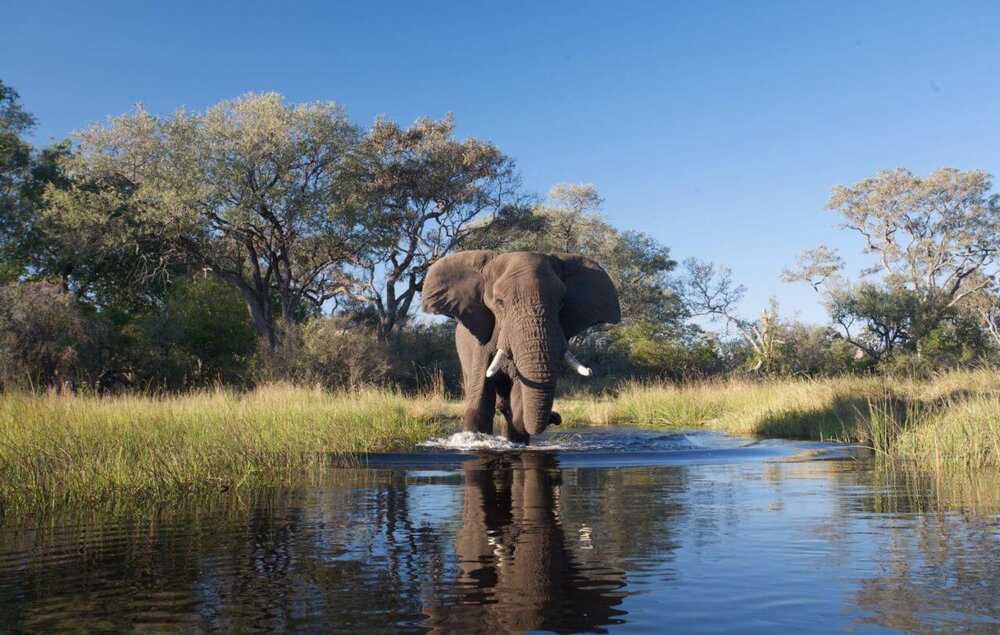 Botswana_Okavango_Sanctuary_Baines_Camp_Elefant_BoutiqueReisen
