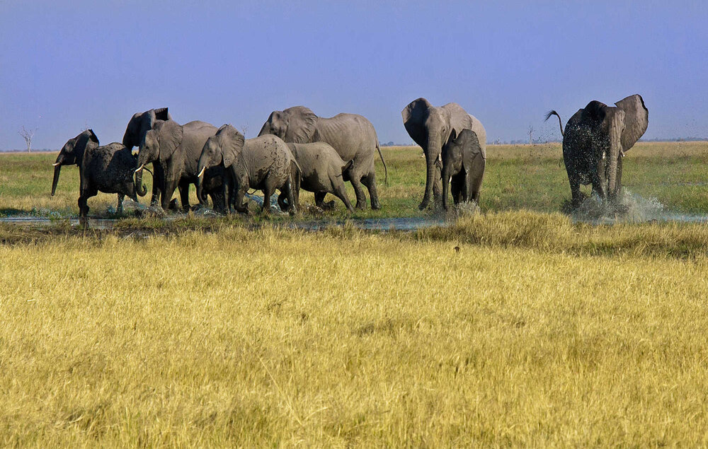 Botswana_Savuti_camp-savuti-Wilderness_Elefanten_BoutiqueReisen