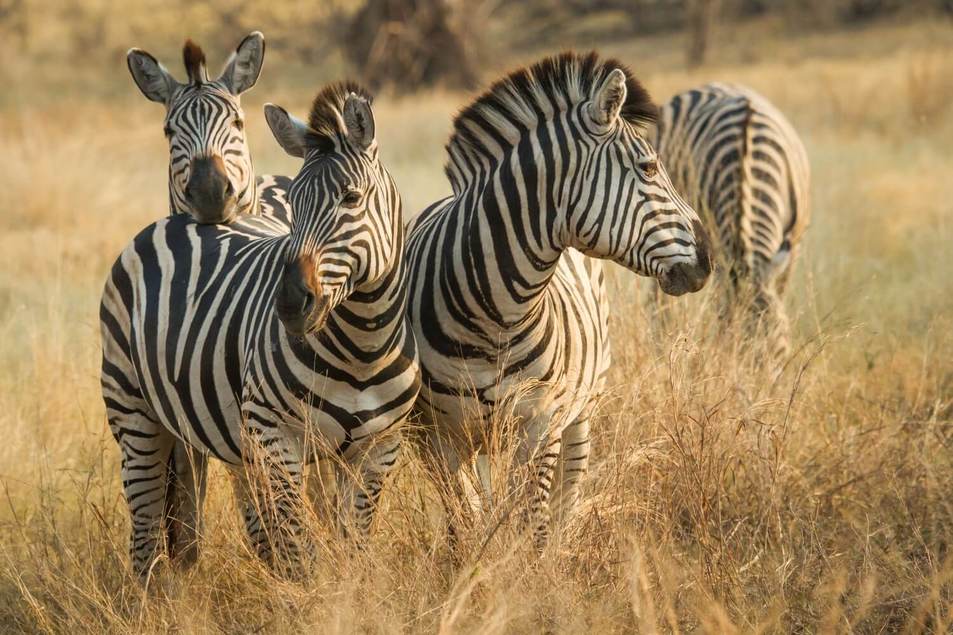 Botswana_Tierwelt_Zebras_BoutiqueReisen
