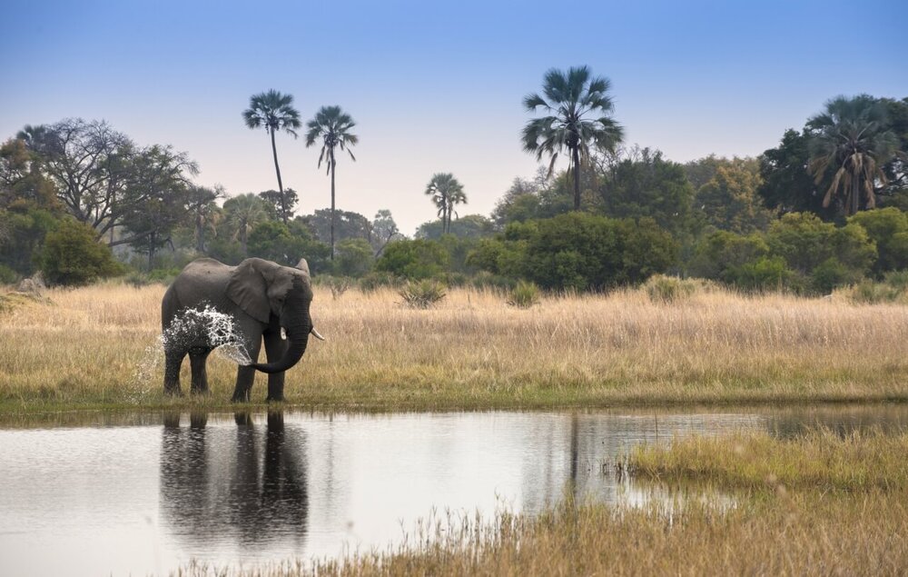 Botswana_okavango_andBeyond-Sandiba-Safari-Lodge_Elefant_BoutiqueReisen