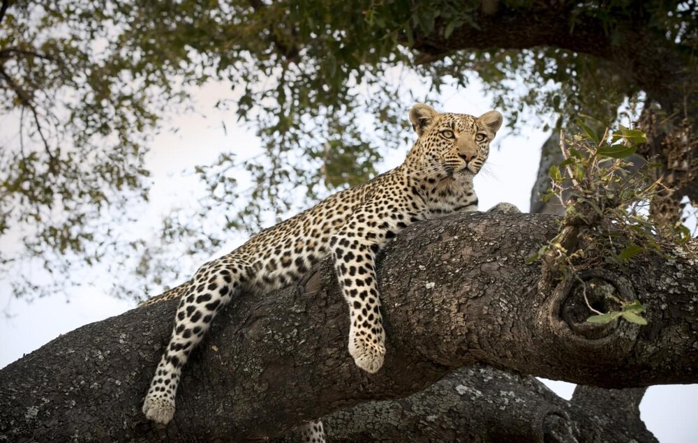 Botswana_okavango_andBeyond-Sandiba-Safari-Lodge_Leopard_BoutiqueReisen