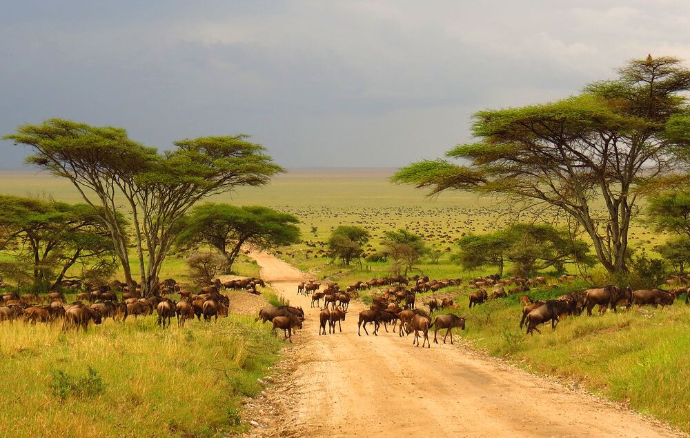 Kenia_Masai-Mara-Gnus_BoutiqueReisen