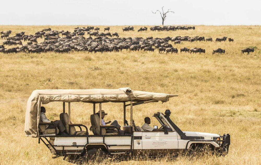 Kenia_Masai-Mara_Mara-Bushtops_Gnus_BoutiqueReisen