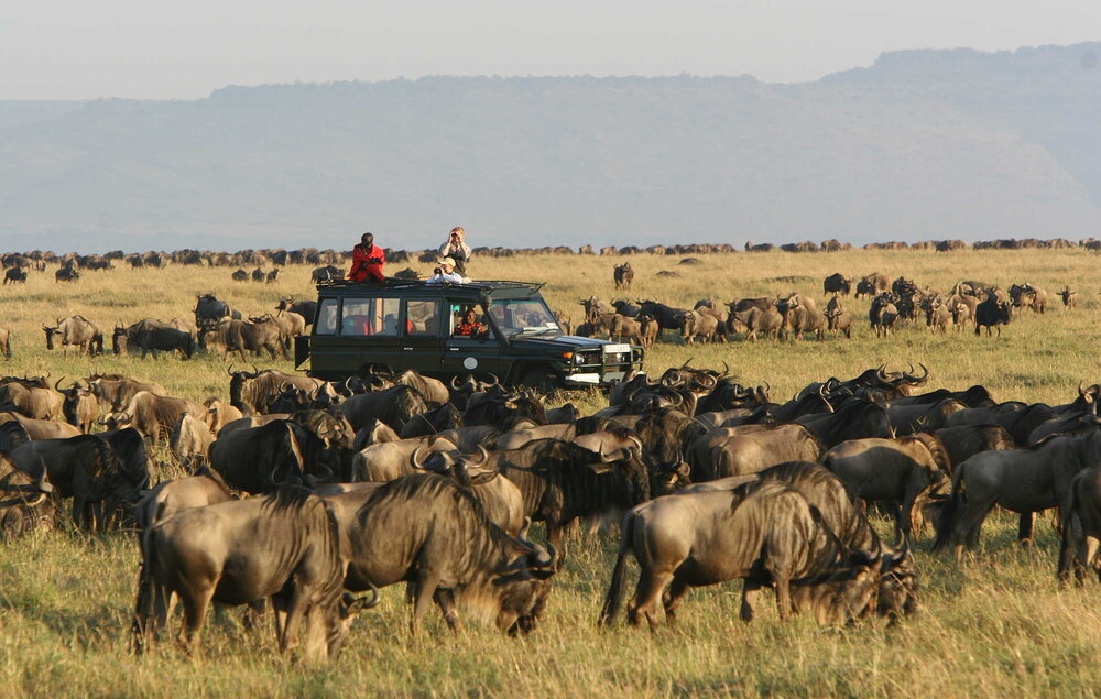 Kenia_Masai-Mara_Rekero-Camp_Gnus_BoutiqueReisen