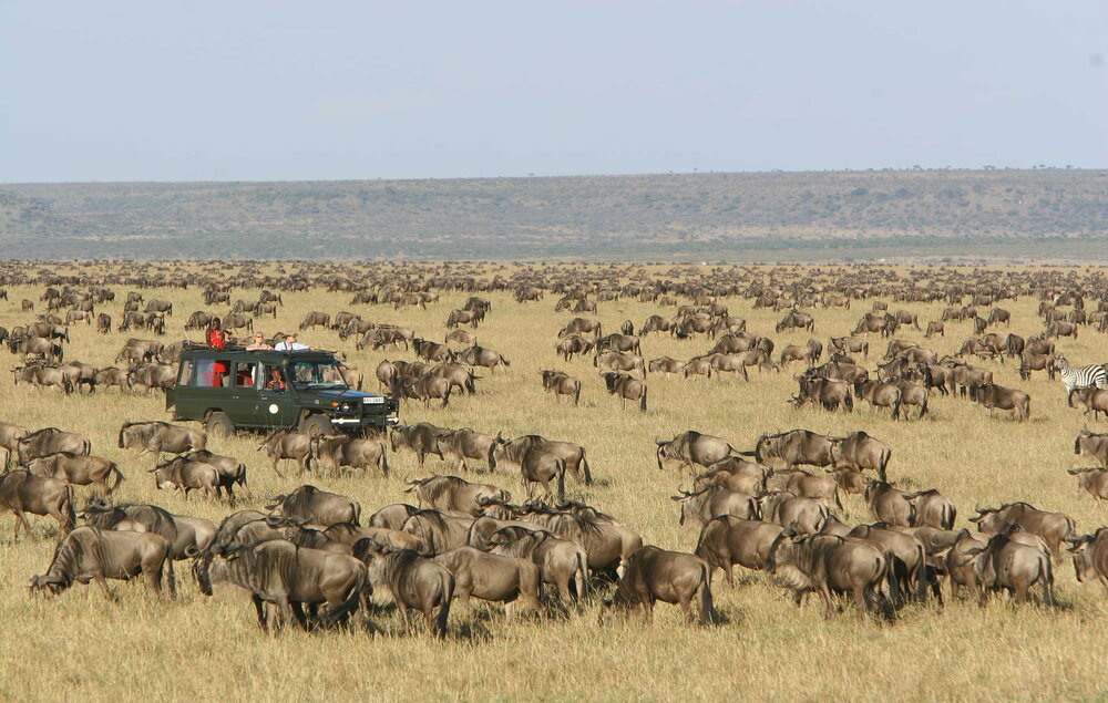 Kenia_Masai-Mara_Rekero-Camp_Gnuwanderung_BoutiqueReisen