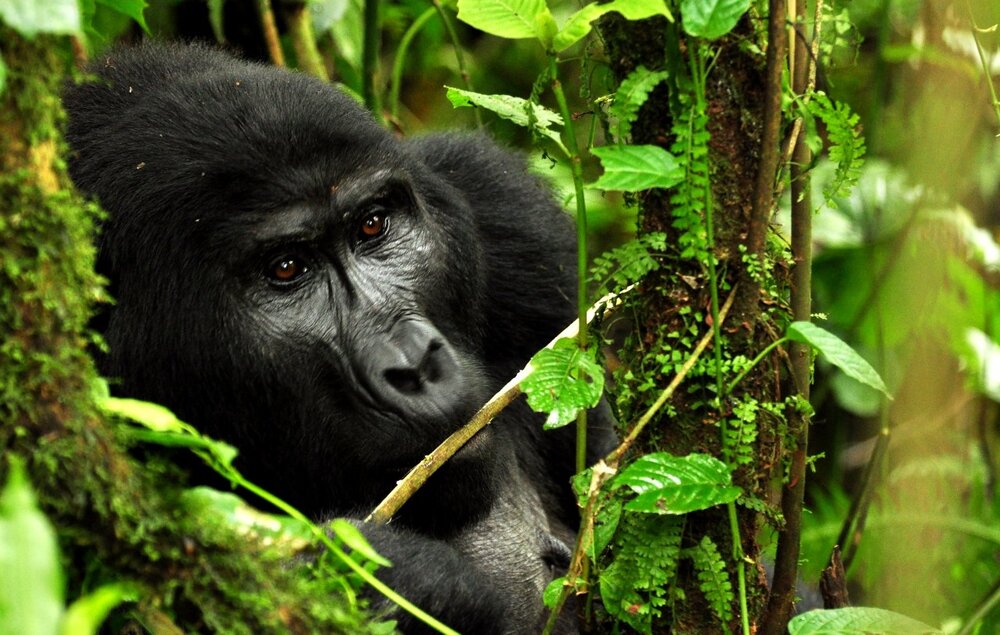 Uganda_Bwindi-Impenetrable-NP_Sanctuary-Gorilla-Forest-Camp_Gorilla_BoutiqueReisen