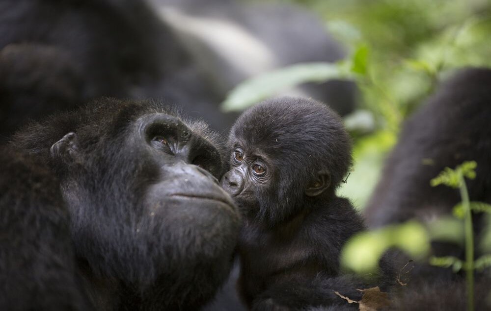Uganda_Gorilla-Trekking_BoutiqueReisen