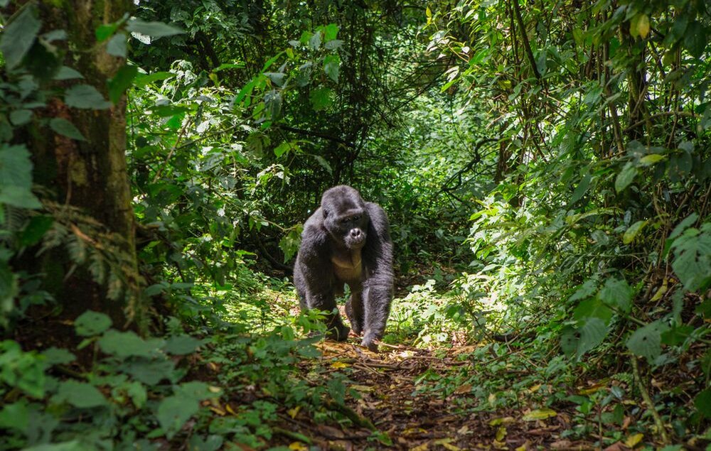 Uganda_Gorillatrekking
