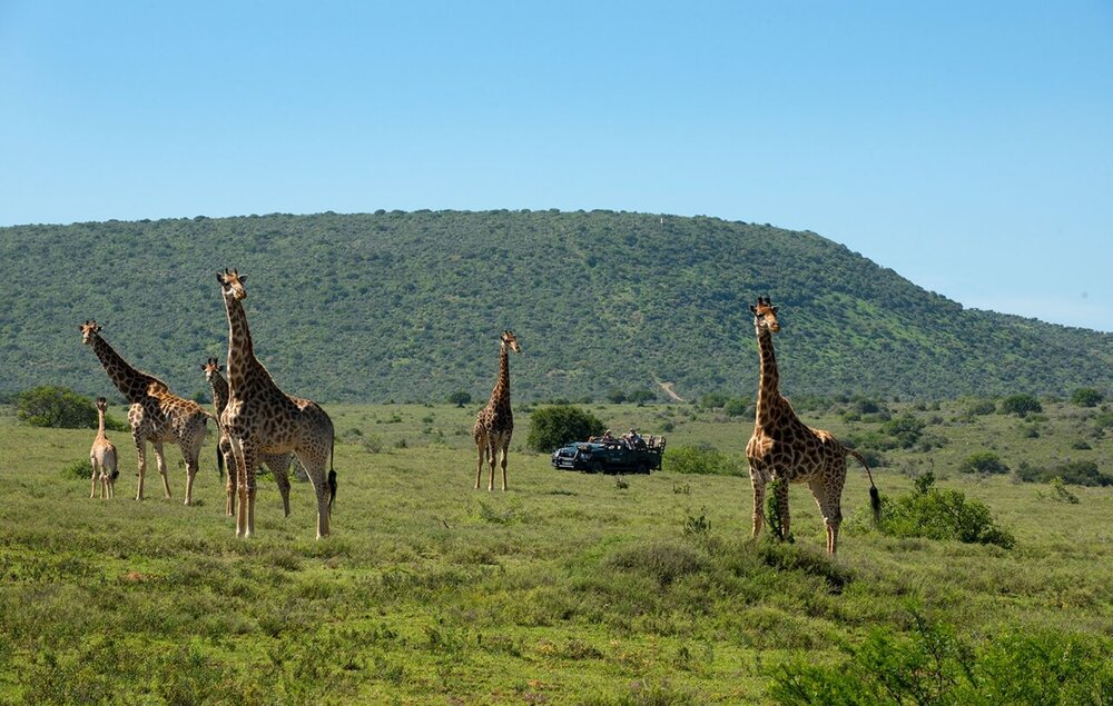 Suedafrika_Giraffen_BoutiqueReisen